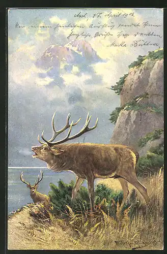 Künstler-AK M. Müller jun.: röhrender Hirsch auf einem Berg am See