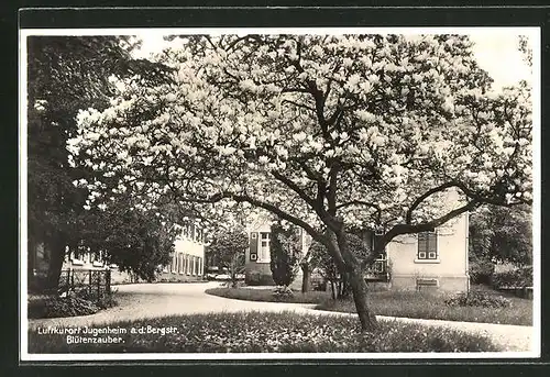 AK Jugenheim / Bergstrasse, Ortspartie mit blühendem Magnolienbaum