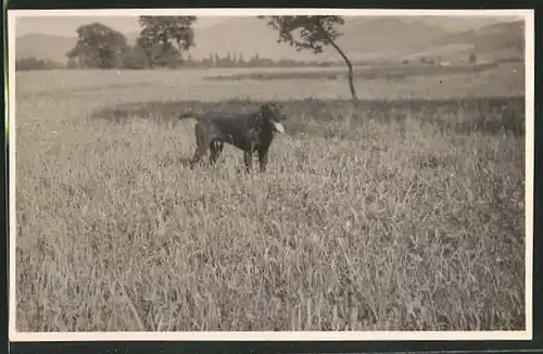 AK Jagdhund auf einer Wiese stehend