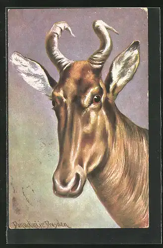 Künstler-AK Ermenegildo Carlo Donadini: Kopf einer Antilope