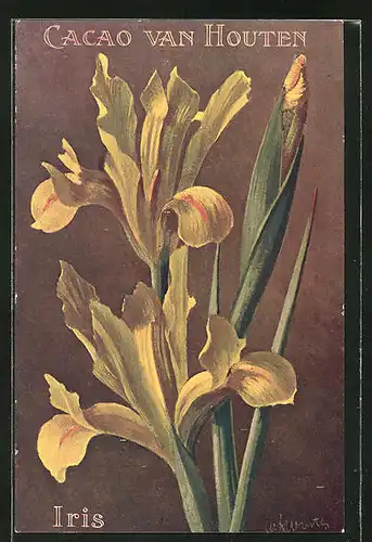 Sammelbild Cacao Van Houten, Iris, blühende Blume