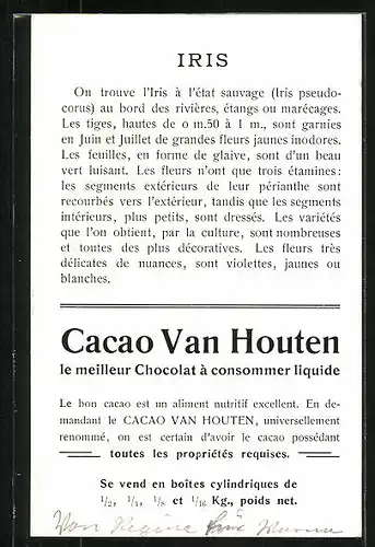 Sammelbild Cacao Van Houten, Iris, blühende Blume