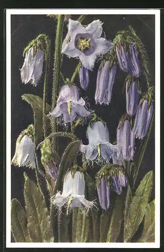 Foto-AK Emanuel Gyger: Campanula barbata, bärtige Glockenblume