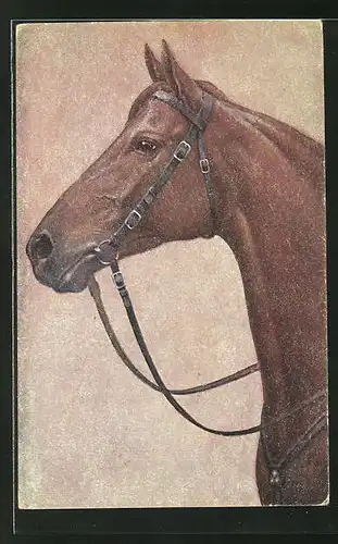AK Braunes Pferd mit Zaumzeug
