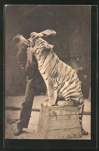 AK Dresden, Zoologischer Garten, Mann schaut dem Tiger ins Maul