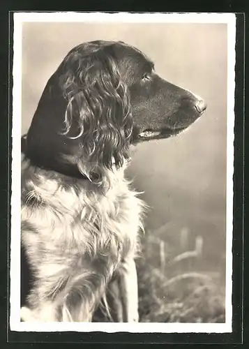 AK Hund mit wachem Blick, Seitenportrait