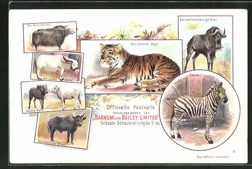 Lithographie Zirkus Barnum and Bailey Limited, Weisser Büffel, ruhender Tiger