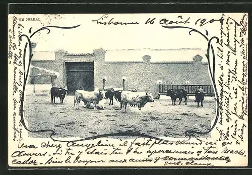 AK Kühe mit kurzen Beinen am Stall