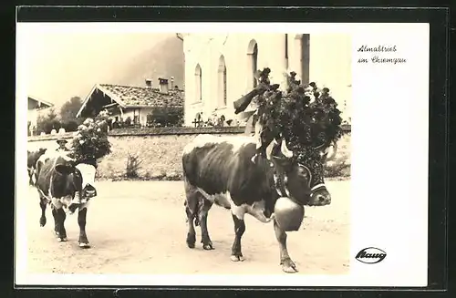 AK Almabtrieb im Chiemgau, Kühe mit grossen Glocken um den Hals