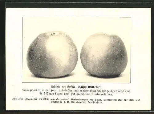 AK "Wegweiser im Obst- und Gartenbau", Sandstrasse 8, Nürnberg, Apfel "Kaiser Wilhelm"