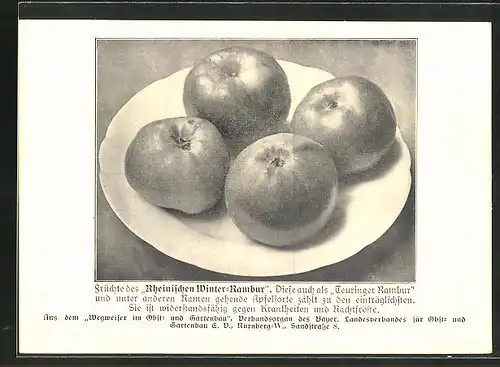 AK "Wegweiser im Obst- und Gartenbau", Sandstrasse 8, Nürnberg, Apfel "Rheinischer Winter-Rambur"