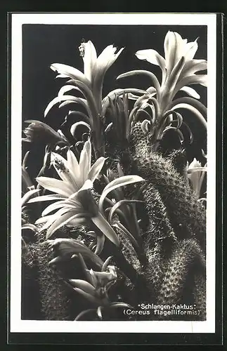 AK Blühender Schlangen-Kaktus
