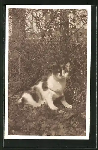 Foto-AK Gescheckte Katze an einem Gartenzaun
