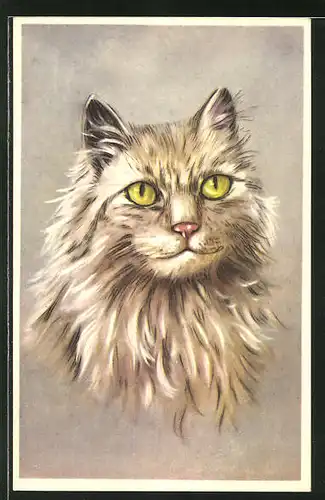 AK Langhaar-Katze mit hellem Fell