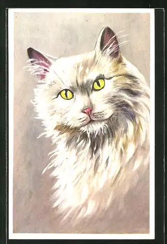 AK Langhaar-Katze mit weissem Fell
