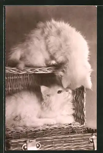 AK Weisse Kätzchen verstecken sich in einem Korb
