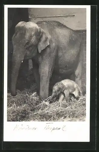 AK München, Tierpark Hellabrunn, Junger indischer Elefant Wastl mit Mutter