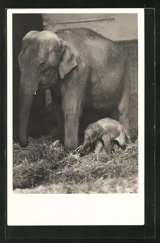 AK München, Tierpark Hellabrunn, Junger indischer Elefant Wastl mit Mutter Cora