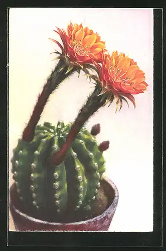 Künstler-AK Photochromie Nr. 4039: Blühender Kaktus