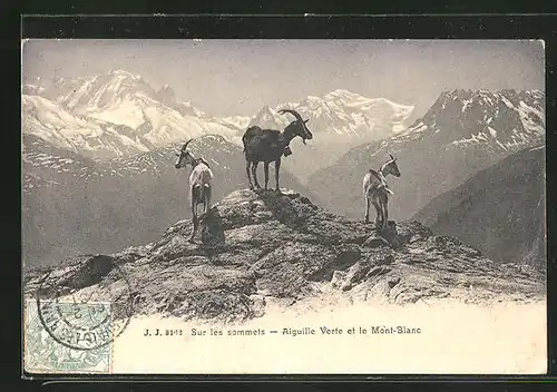 AK Mont Blanc, Ziegen vor Bergpanorama