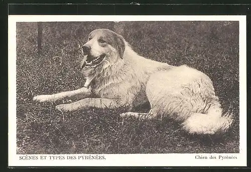 AK Pyrenäenberghund / Chien des Pyrénées