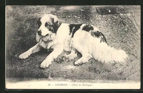 AK Lourdes, Chien de Montagne, Pyrenäenberghund