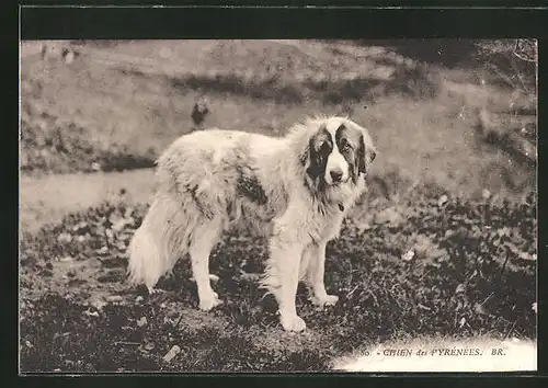AK Chien des Pyrénées, Pyrenäenberghund