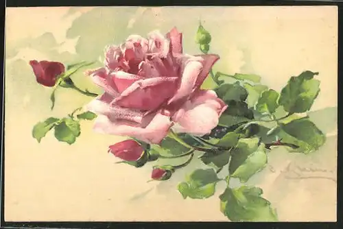 Künstler-AK Catharina Klein: rosa Rose mit Knospen