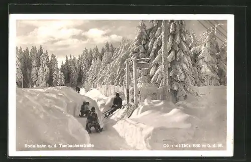 AK Oberhof, Rodelbahn an der Tambacherstrasse, Schlittenfahrer im Wald