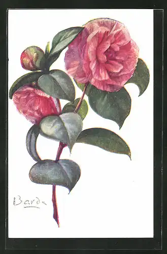 Künstler-AK sign. Bardes: Rosa Camelia in voller Blüte