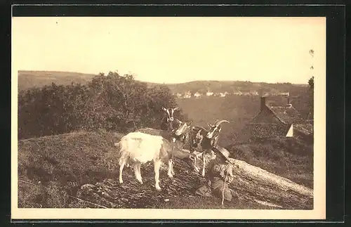 AK Ziegen auf einem Hügel und ein kleiner Junge mit Stock und Hut