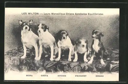 AK Les Wilton - Leurs Merveilleux Chiens Acrobates Equilibristes, dressierte Hunde