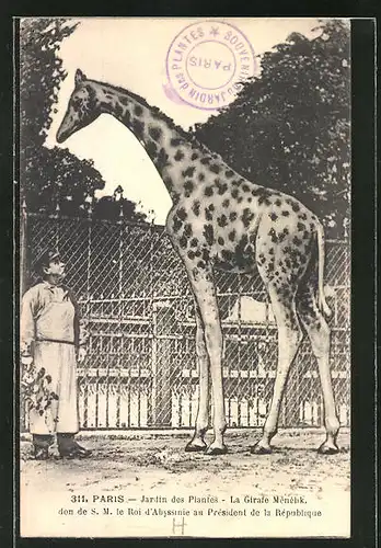 AK Paris, Jardin des Plantes, La Girafe Menelik, Giraffe im Zoo