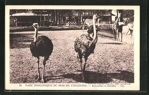 AK Paris, Parc Zoologique du Bois de Vincennes, Autruches et Girafes, Strausse und Giraffen