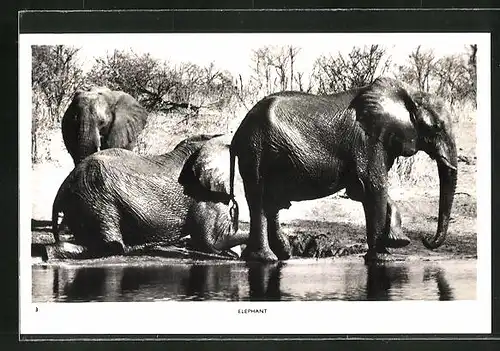 AK Afrikanische Elefanten an Wasserstelle