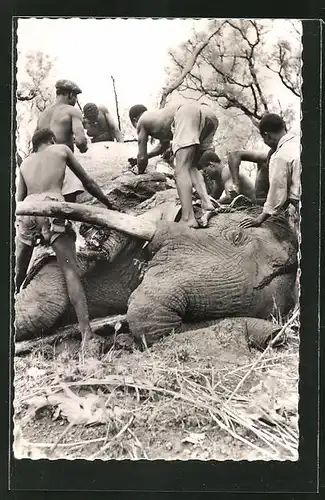 AK Wilderer mit getötetem afrikanischen Elefanten