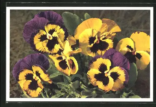 Foto-AK Emanuel Gyger: Viola tricolor, Stiefmütterchen