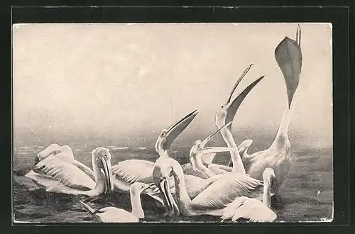 AK Pelikane auf dem Wasser