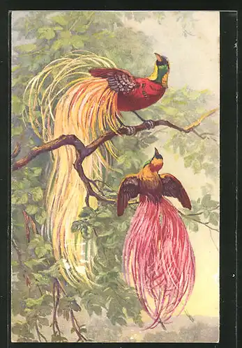 Künstler-AK Zwei Raggi-Paradiesvögel auf einem Zweig