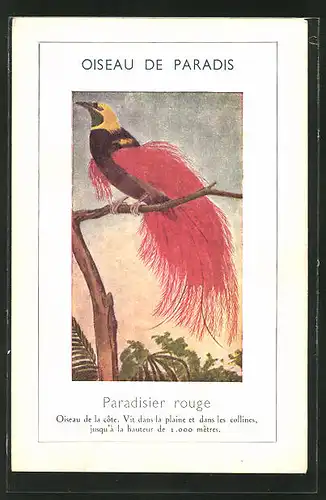 Künstler-AK Ein Paradiesvogel auf einem Ast sitzend
