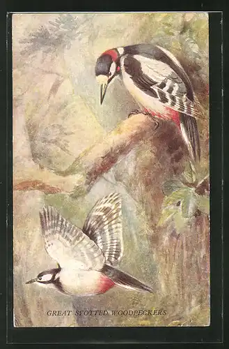 AK Great Spotted Woodpeckers, Spechte im Wald