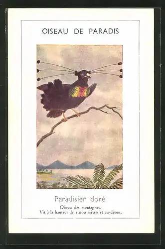 AK Paradisier dore, Vogel auf einem Zweig