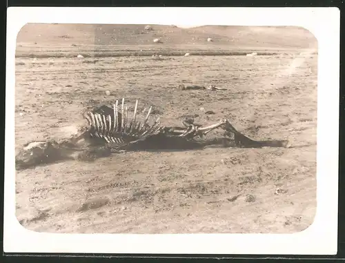 Fotografie 1.WK, Skelett eines Pferdes auf Schlachtfeld liegend