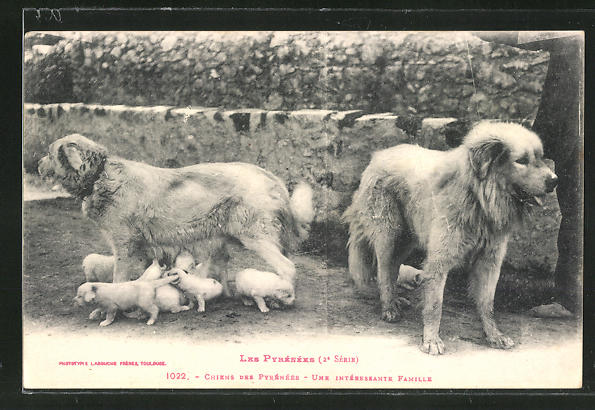 Ak Chiens Des Pyrenees Pyrenäenberghund Mit Welpen