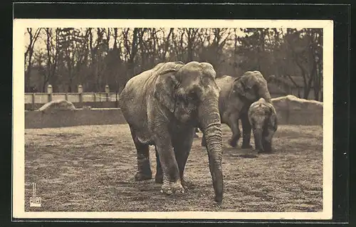 AK Du Bois de Vincennes, Parc Zoologique, Le Plateau des Elephants, Zootiere