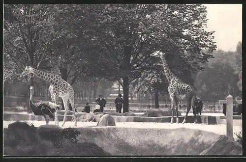 AK Paris, Parc Zoologique, Giraffen