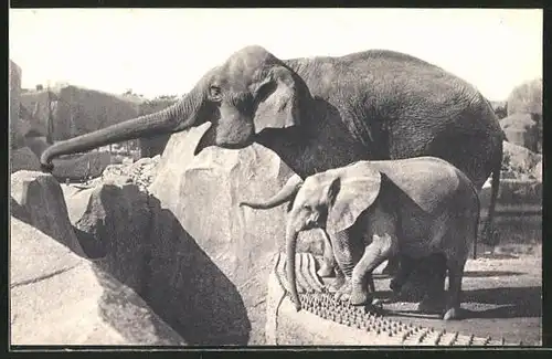 AK Paris, Parc Zoologique, asiatischer Elefant und Jungtier