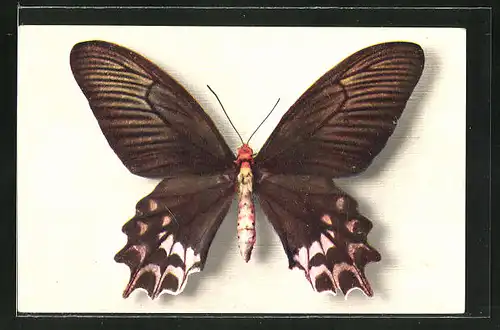 AK Comité National de l'Enfance, Papilio Semperi, Schmetterling