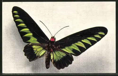 AK Comité National de l'Enfance, Ornithoptera Brookeana, Schmetterling