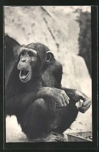 AK Paris, Parc Zoologique, Chimpanzé, Schimpanse